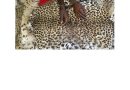Criminalité faunique : Le trafic de peaux de léopard persiste à Kédougou